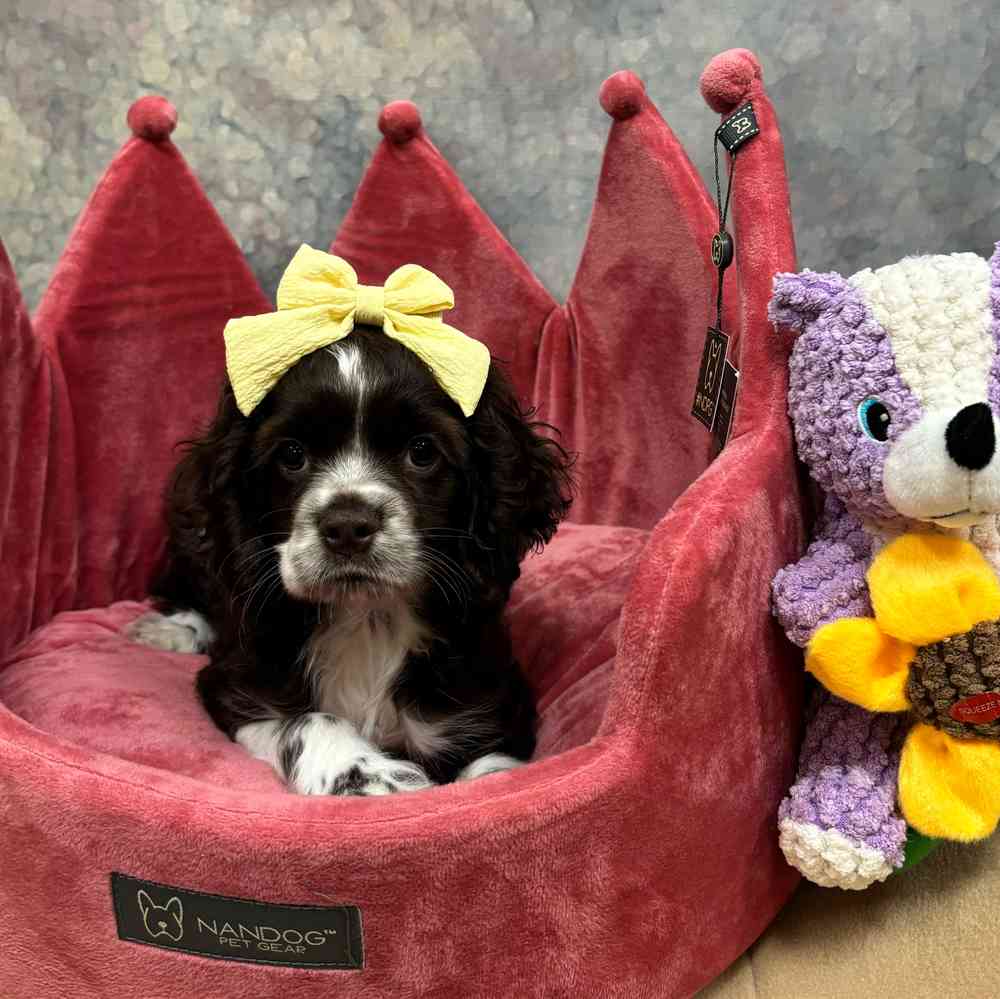 Female Cocker Spaniel puppy named Martha for sale at Petland Wichita West.