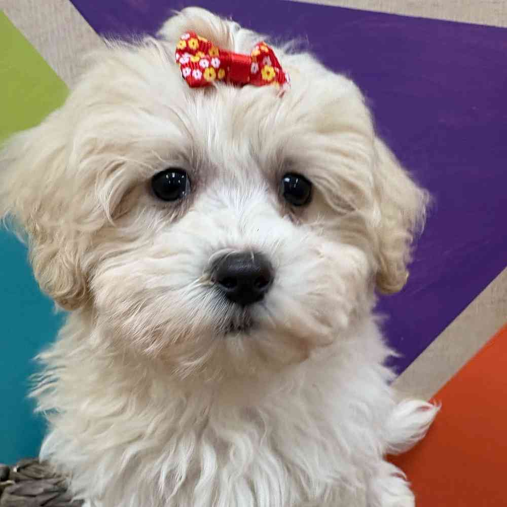 Female Teddy Bear puppy named Juniper for sale at Petland Wichita West.
