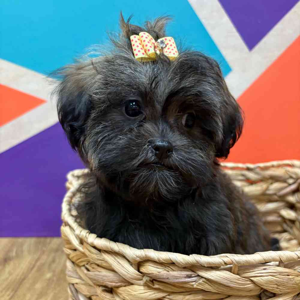 Female Malshi puppy named Bridgette for sale at Petland Wichita West.