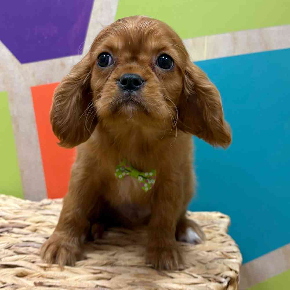 Male Cavalier King Charles Spaniel puppy named Reuben for sale at Petland Wichita West.