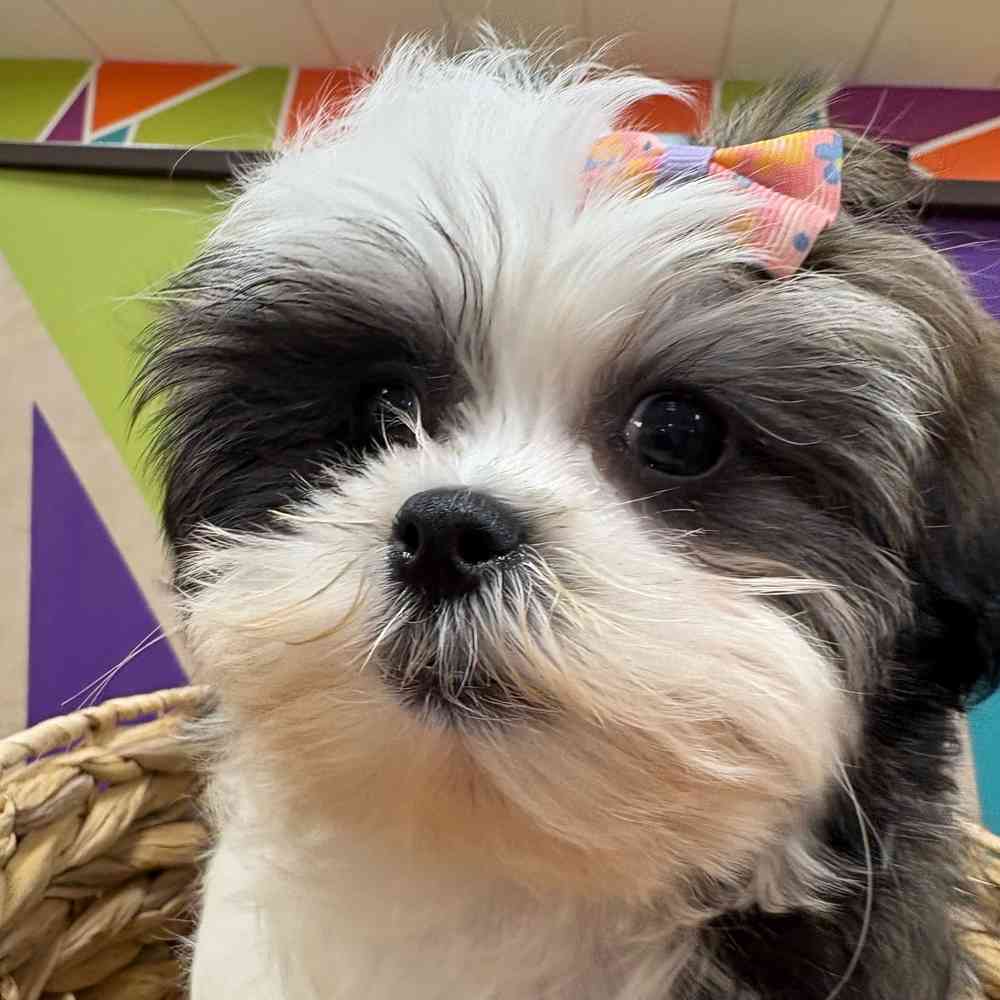 Female Malshi puppy named Fiona for sale at Petland Wichita West.