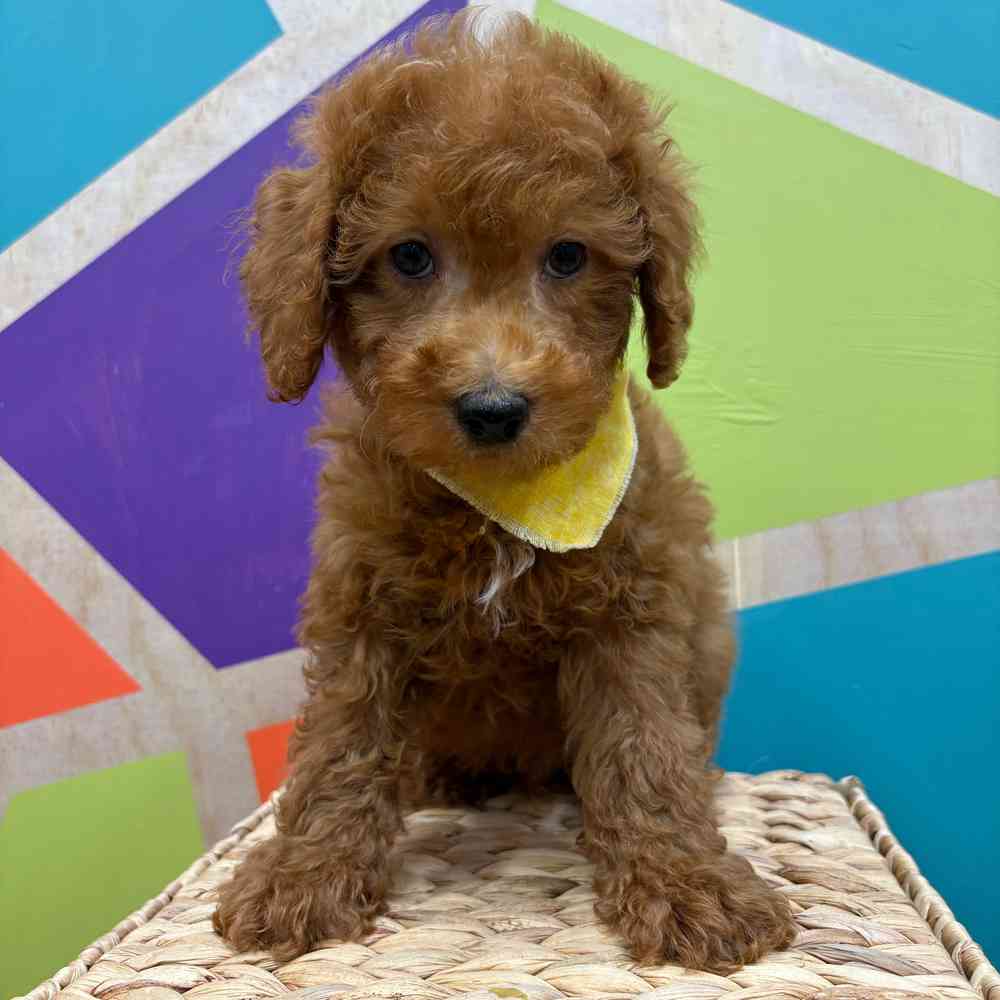 Male Mini Poodle puppy named Zander for sale at Petland Wichita West.