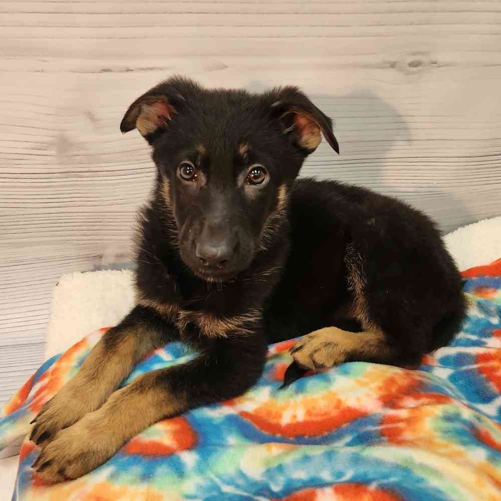 Female German Shepherd puppy named Genevive for sale at Petland Wichita West.