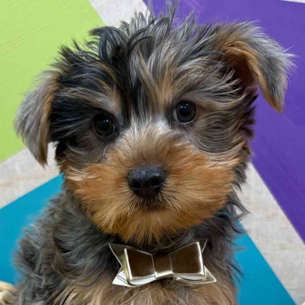 Male Yorkie puppy named Murphy for sale at Petland Wichita West.