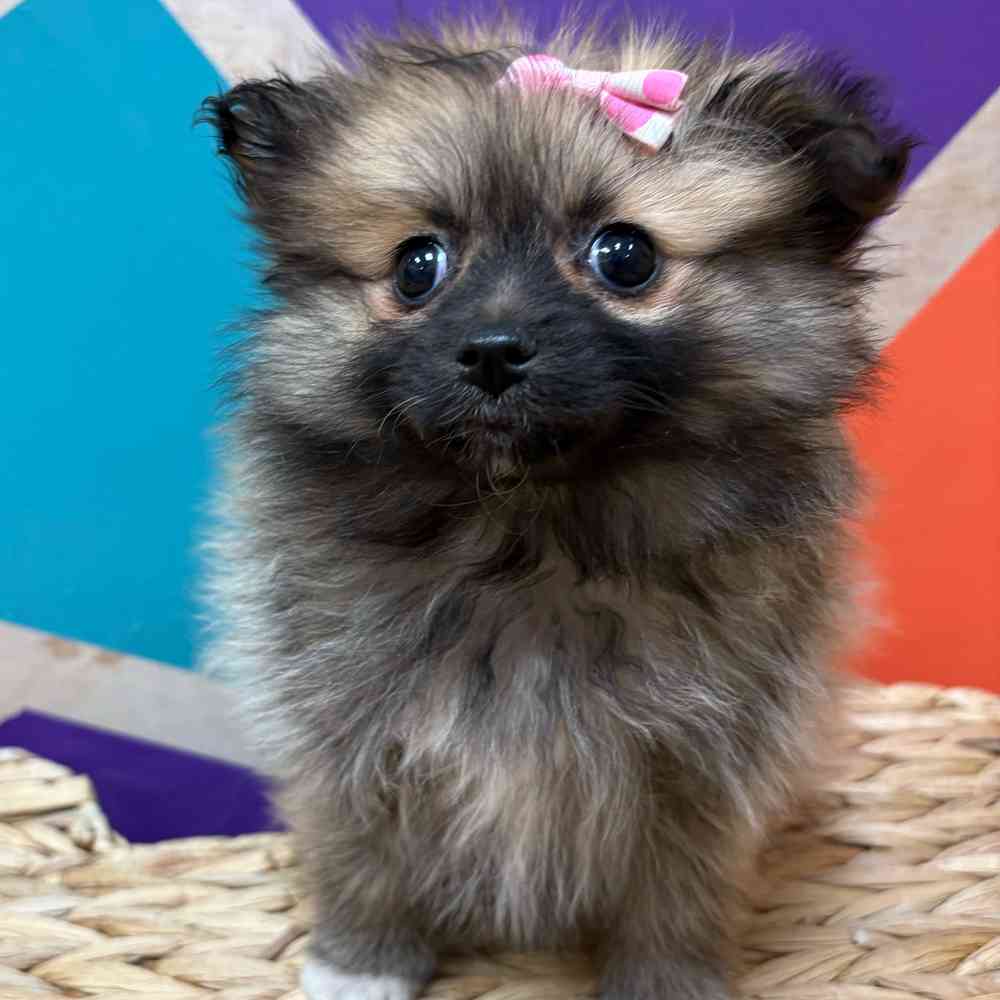 Female Pomeranian puppy named Winter for sale at Petland Wichita West.