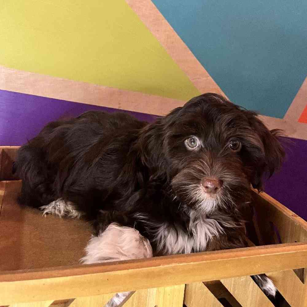 Male Havanese puppy named Hershey for sale at Petland Fayetteville.