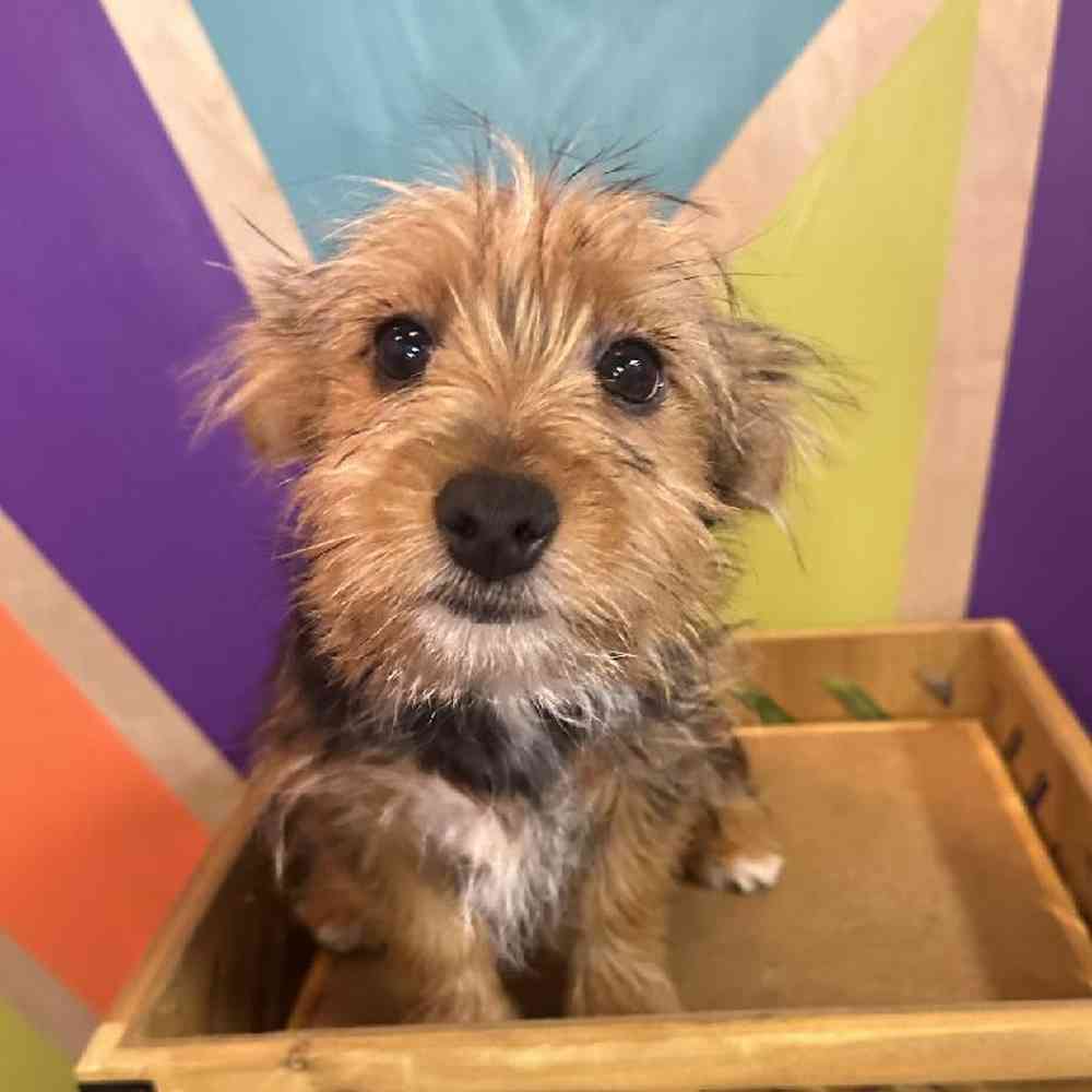 Male Yorkie puppy named Pickles for sale at Petland Fayetteville.
