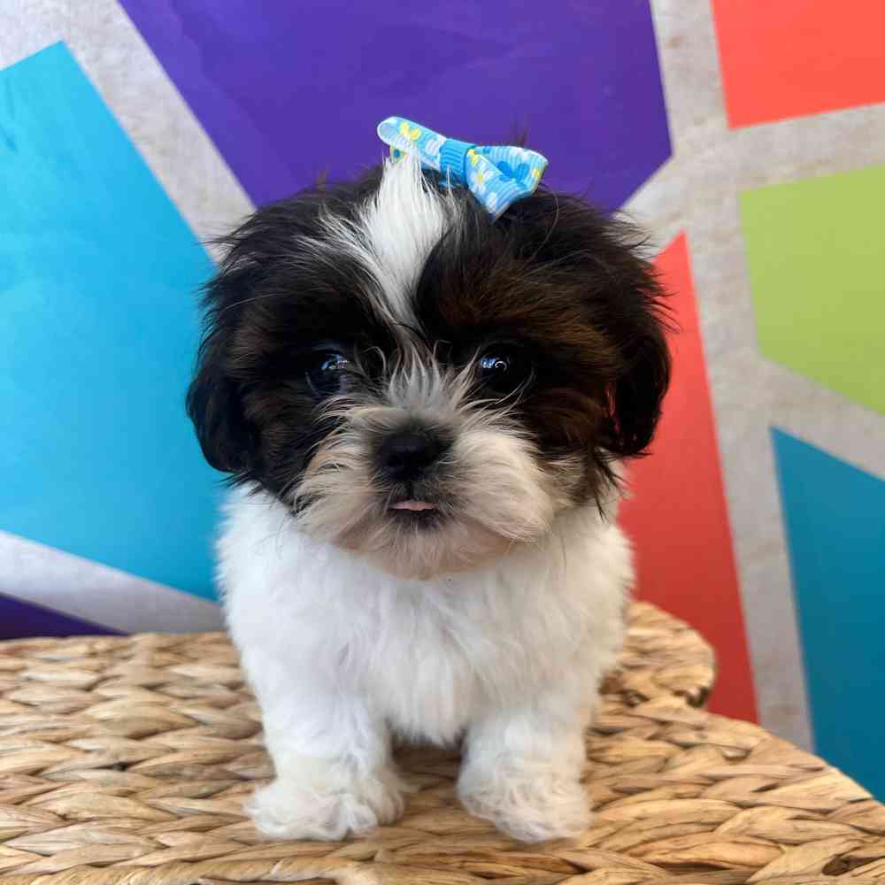 Female Shih Tzu puppy named Daphne for sale at Petland Wichita West.