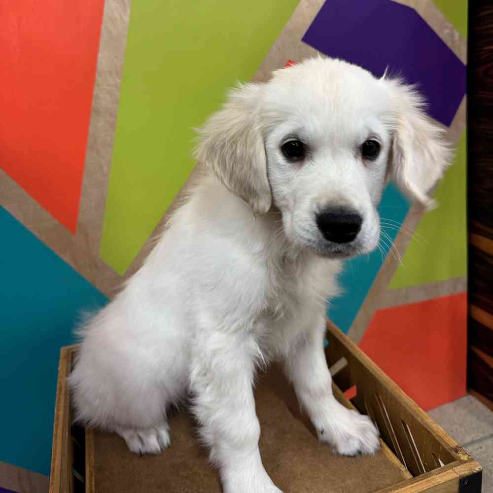 Male Golden Retriever puppy named Frosty for sale at Petland Rogers.