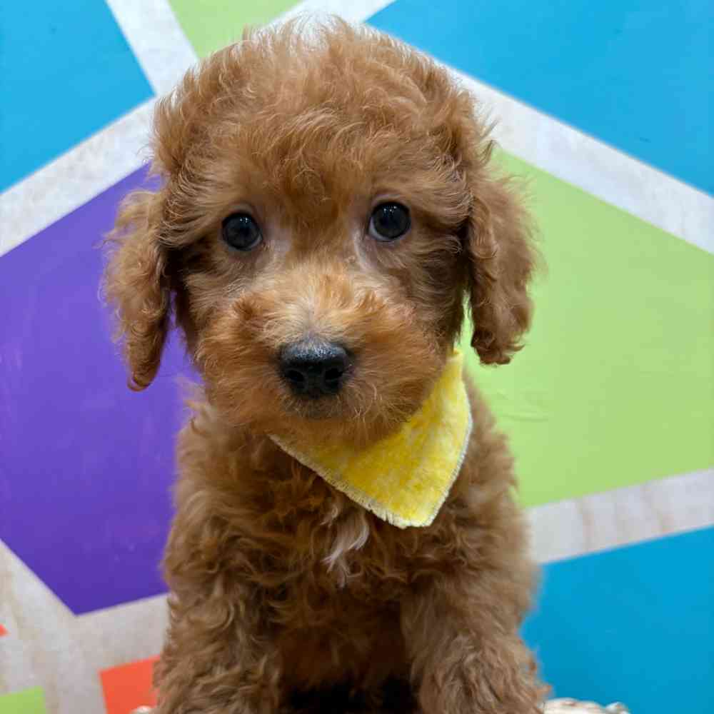 Male Mini Poodle puppy named Zander for sale at Petland Wichita West.