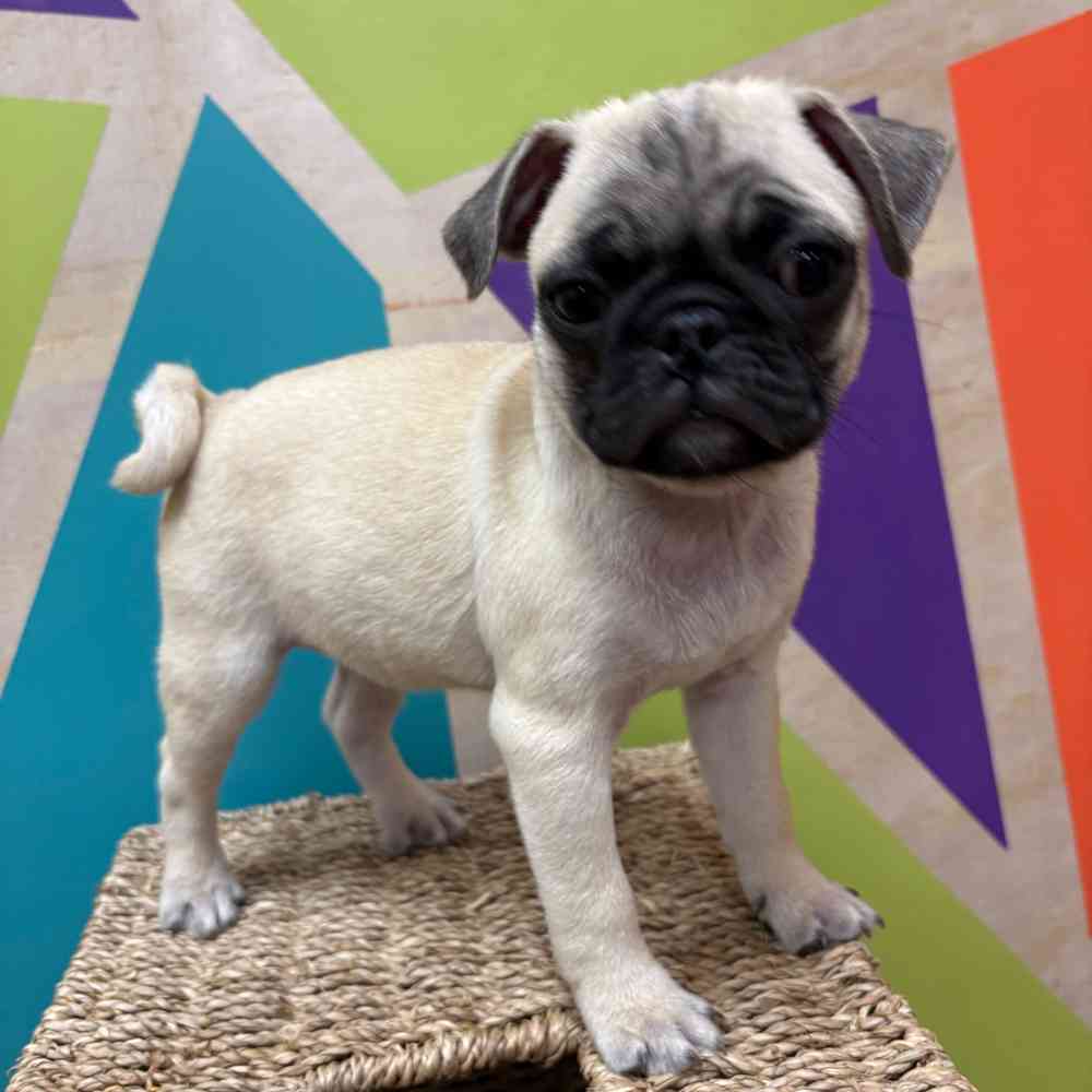 Male Pug puppy named Conner for sale at Petland Wichita West.