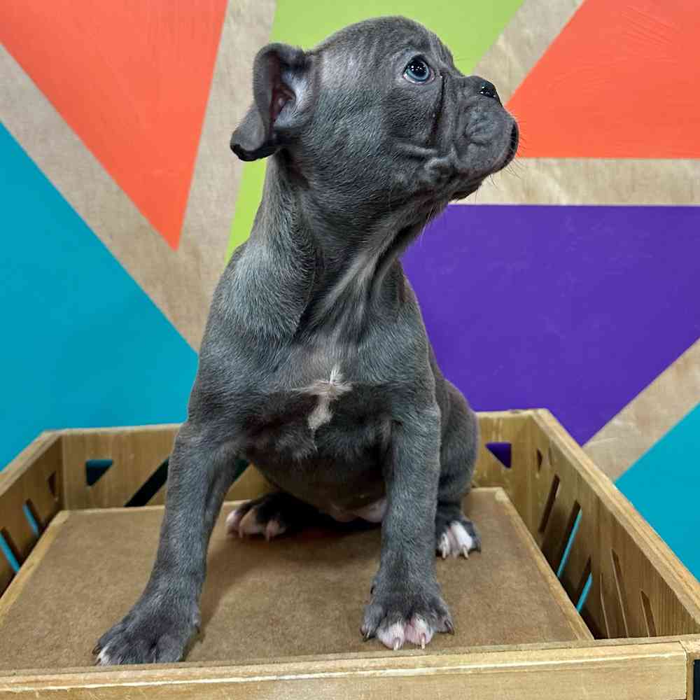 Female French Bulldog puppy named Princess for sale at Petland Joplin.