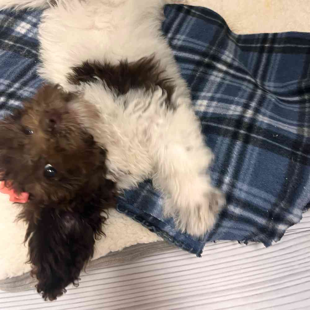 Female Mini Labradoodle puppy named Betty Anne for sale at Petland Wichita West.