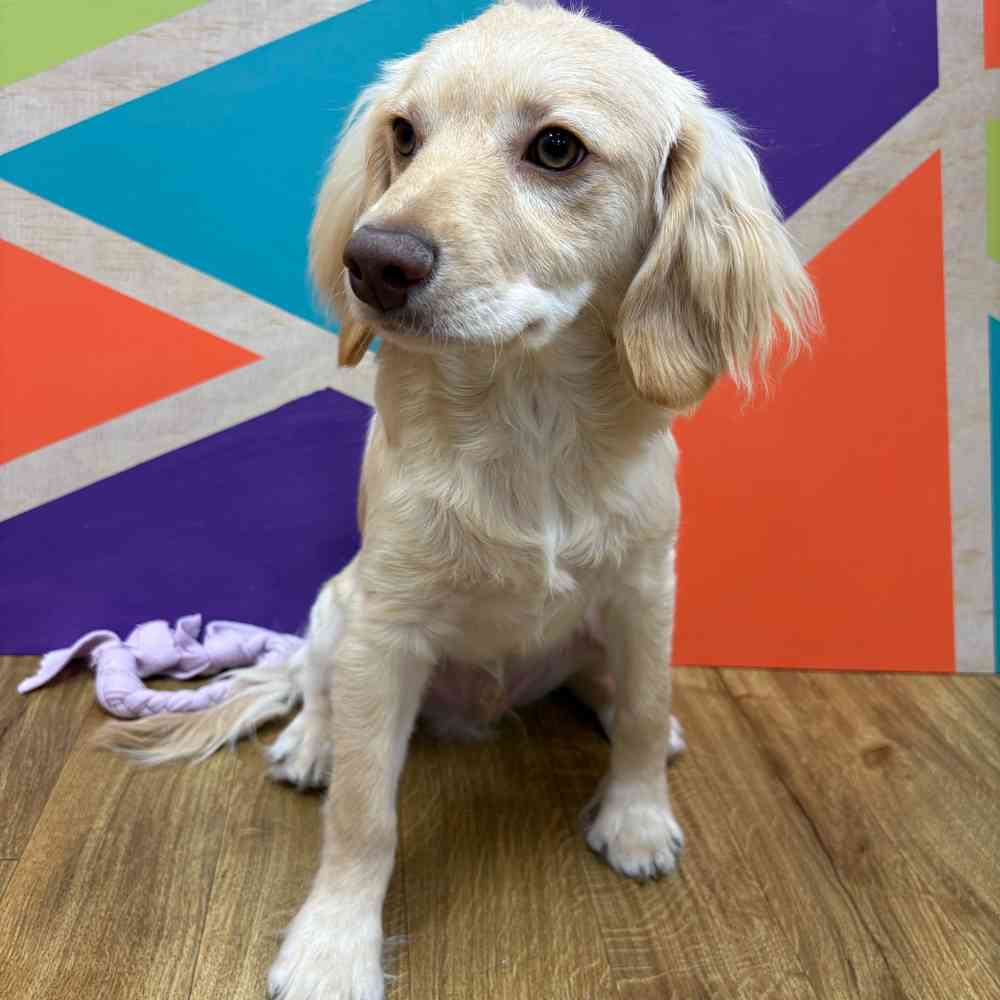 Male F1B Cockapoo puppy named Tommy for sale at Petland Wichita West.