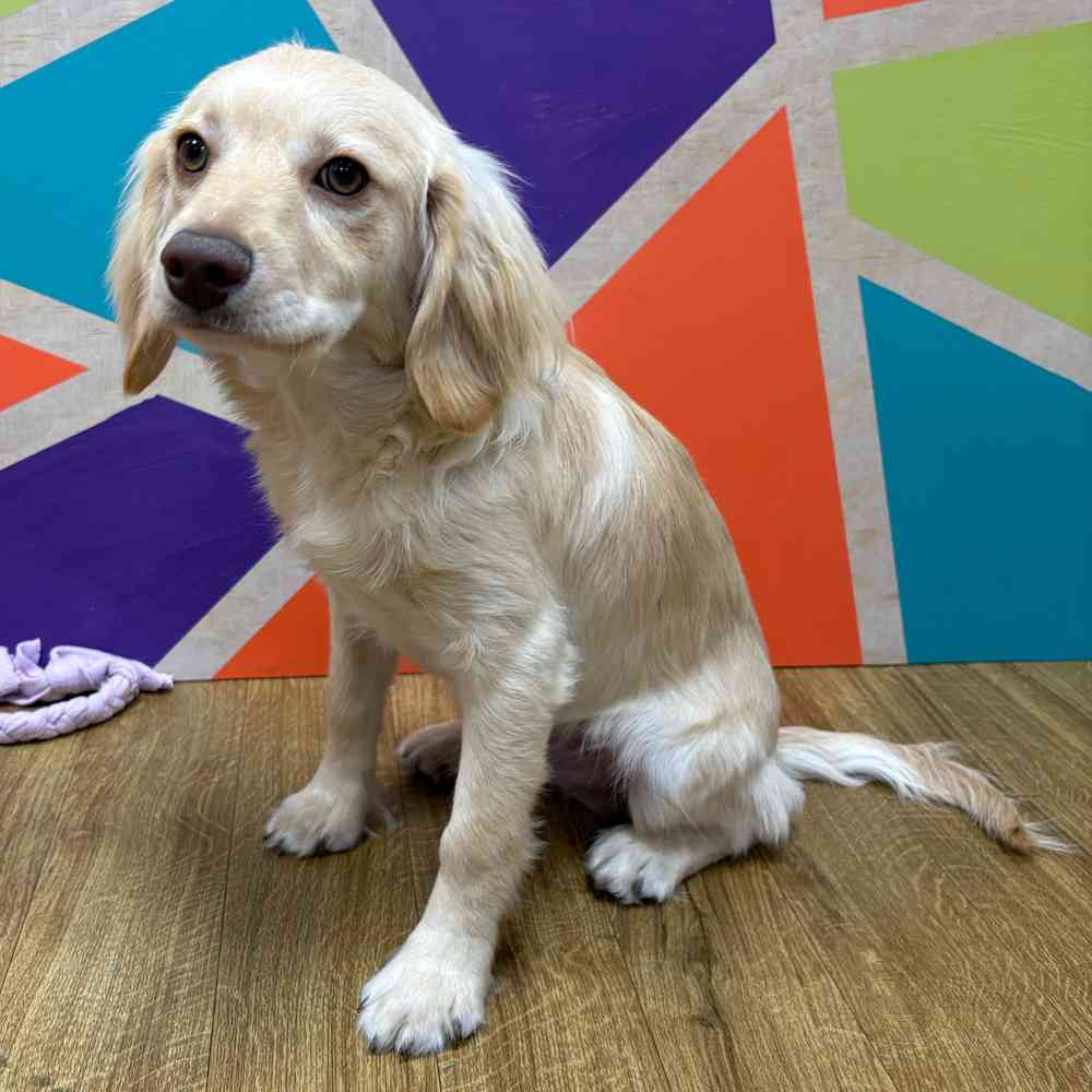 Male F1B Cockapoo puppy named Tommy for sale at Petland Wichita West.