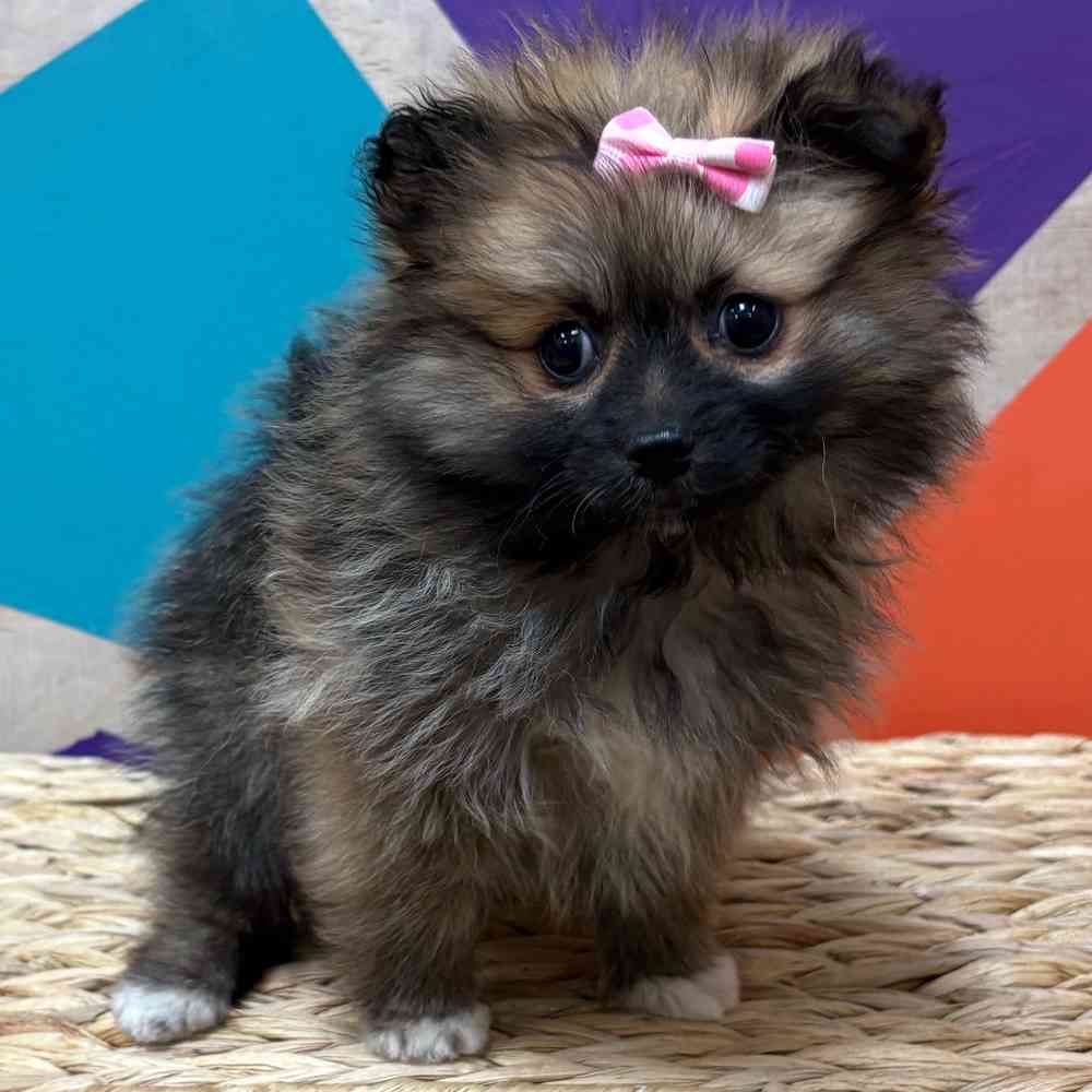 Female Pomeranian puppy named Winter for sale at Petland Wichita West.