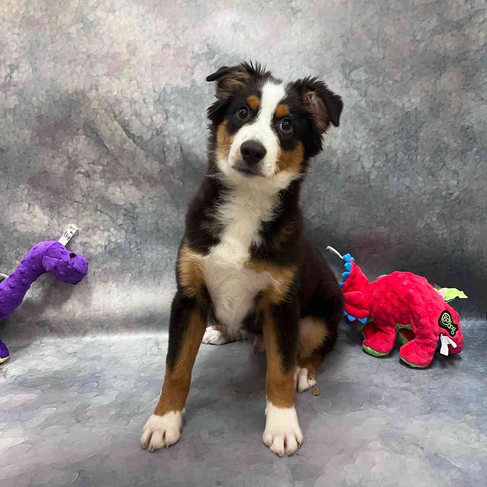 Male Miniature American Shepherd puppy named Oreo for sale at Petland Rogers.