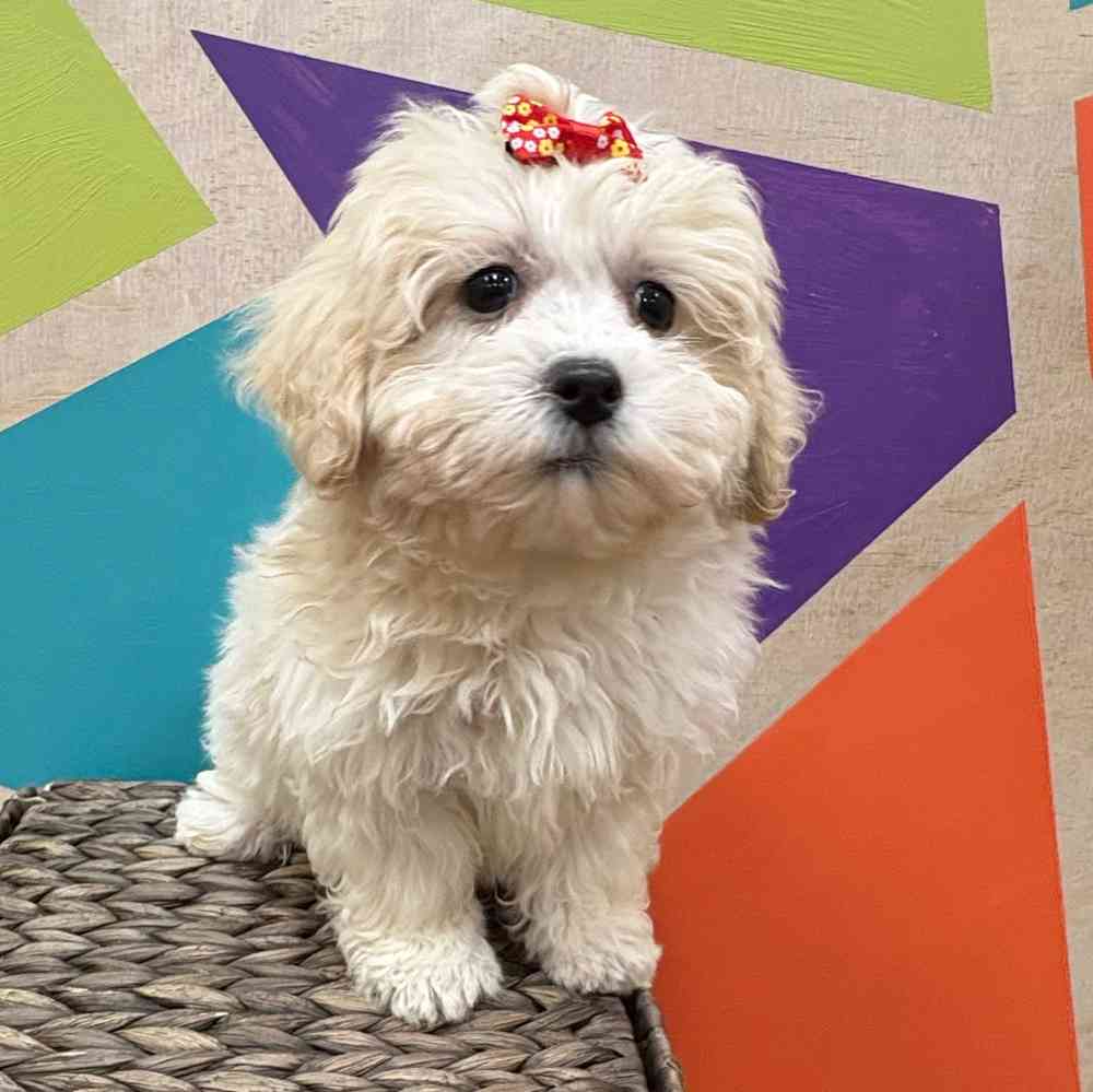 Female Teddy Bear puppy named Juniper for sale at Petland Wichita West.