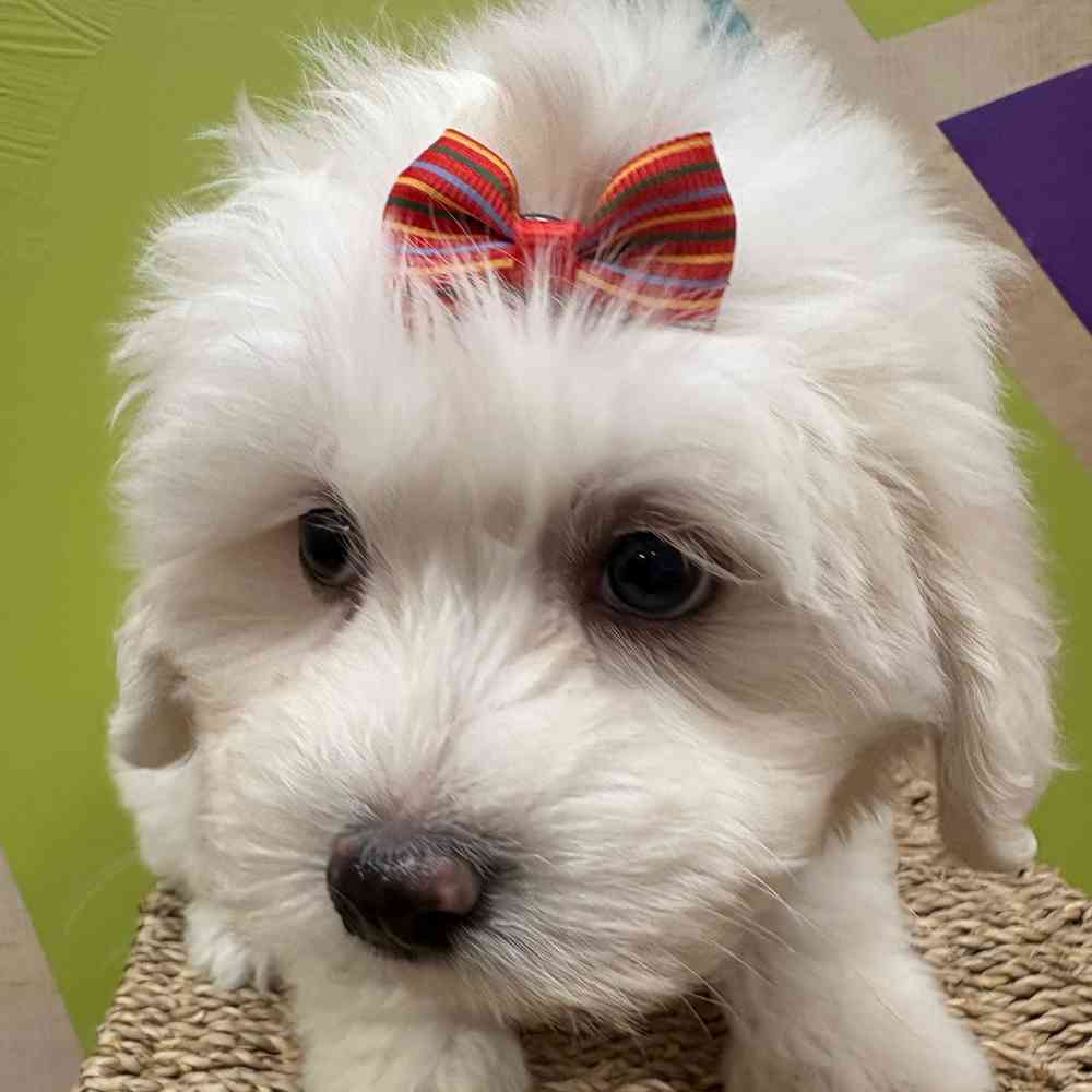 Female Cotonmese puppy named Iris for sale at Petland Wichita West.