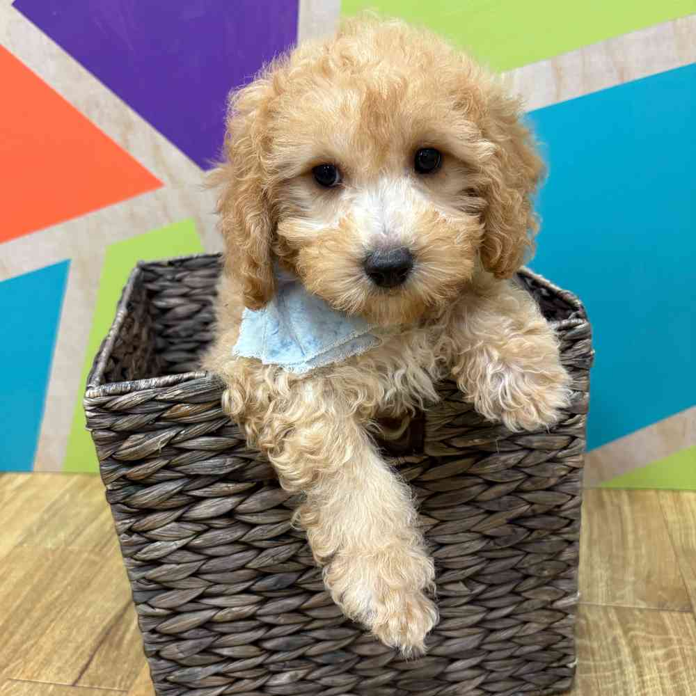 Male Bichonpoo puppy named Moses for sale at Petland Wichita West.