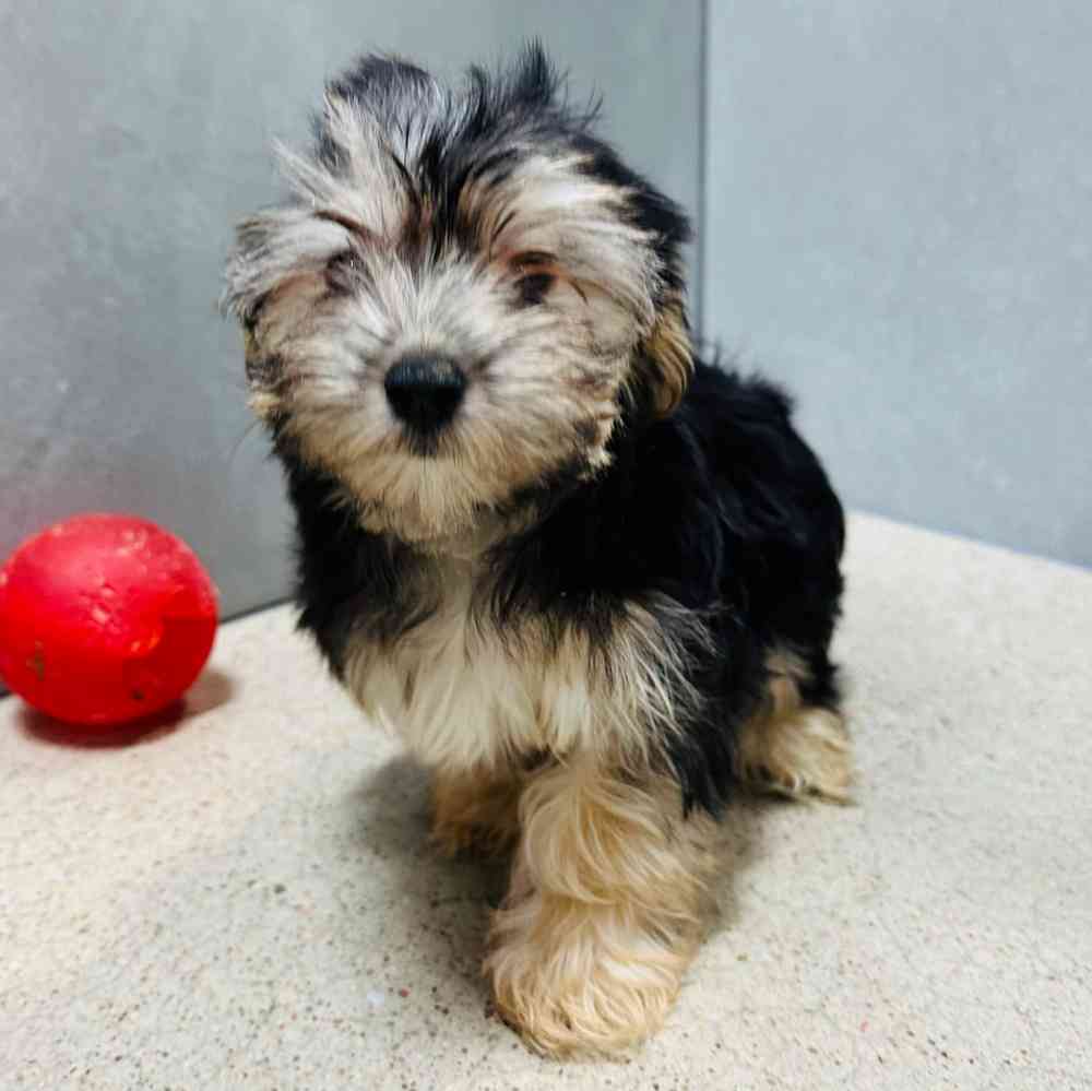 Female Morkie puppy named Lydia for sale at Petland Joplin.