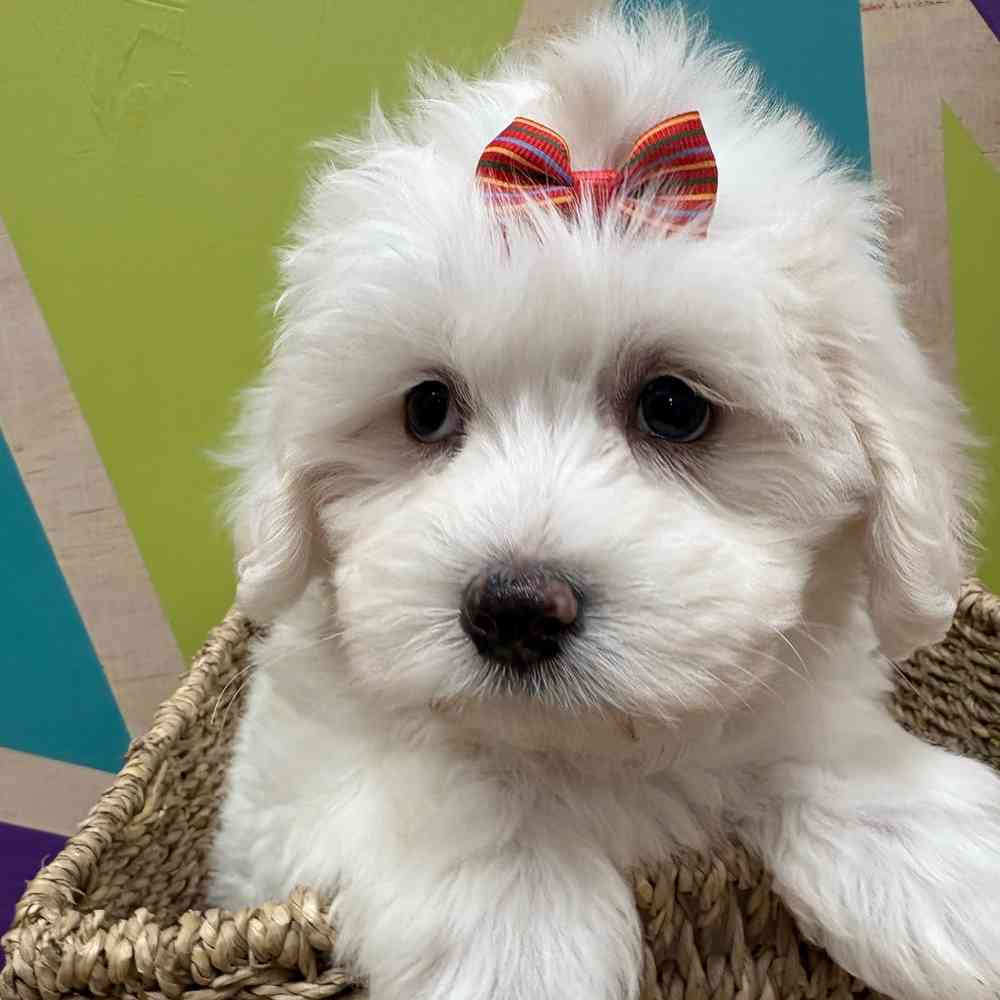 Female Cotonmese puppy named Iris for sale at Petland Wichita West.