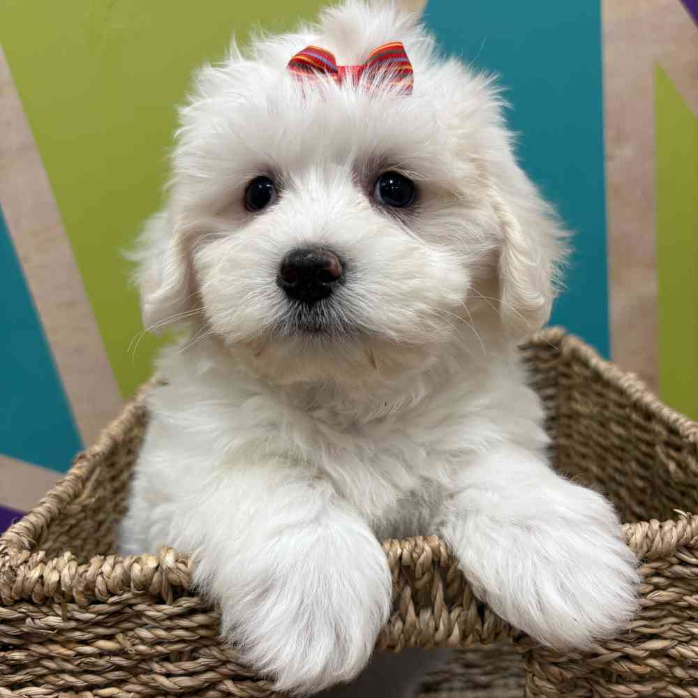 Female Cotonmese puppy named Iris for sale at Petland Wichita West.