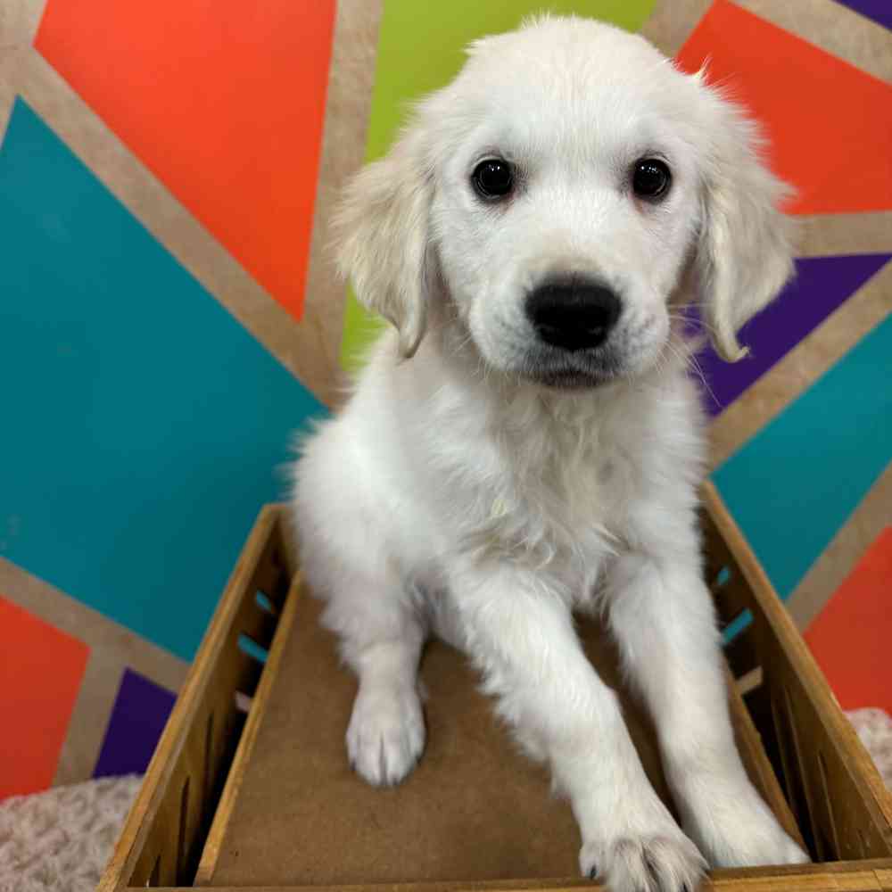 Male Golden Retriever puppy named Frosty for sale at Petland Rogers.