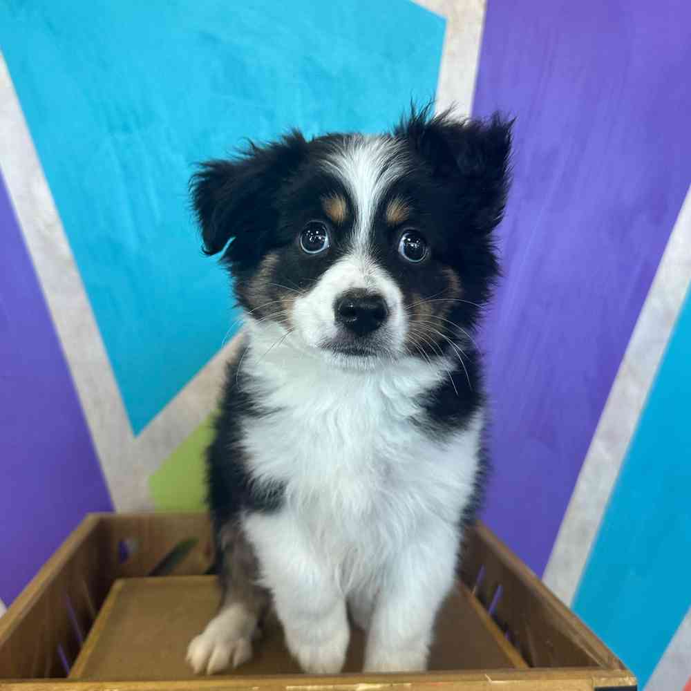 Female Mini Aussie puppy named Bandit for sale at Petland Fayetteville.