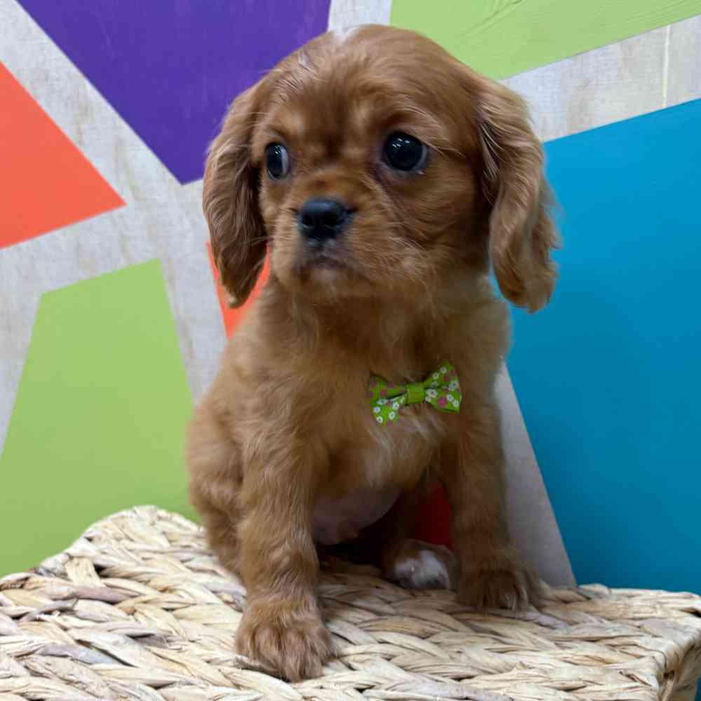 Male Cavalier King Charles Spaniel puppy named Reuben for sale at Petland Wichita West.