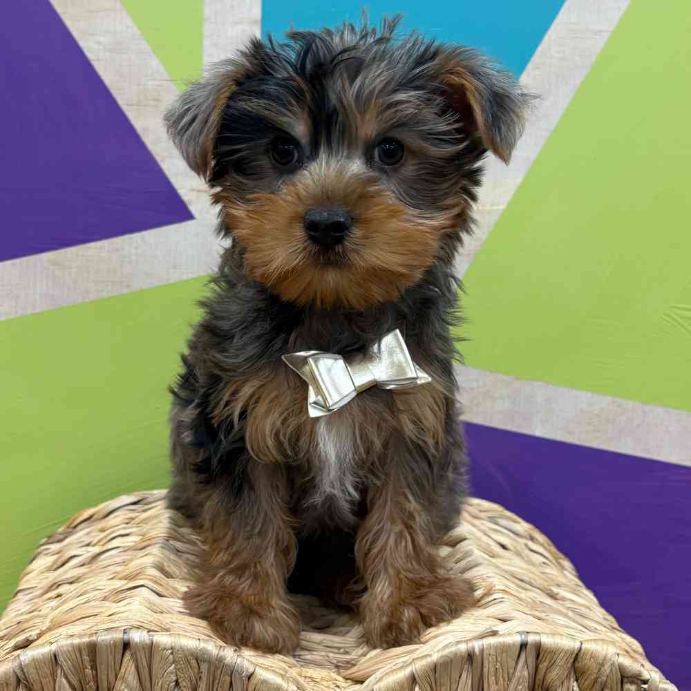 Male Yorkie puppy named Murphy for sale at Petland Wichita West.