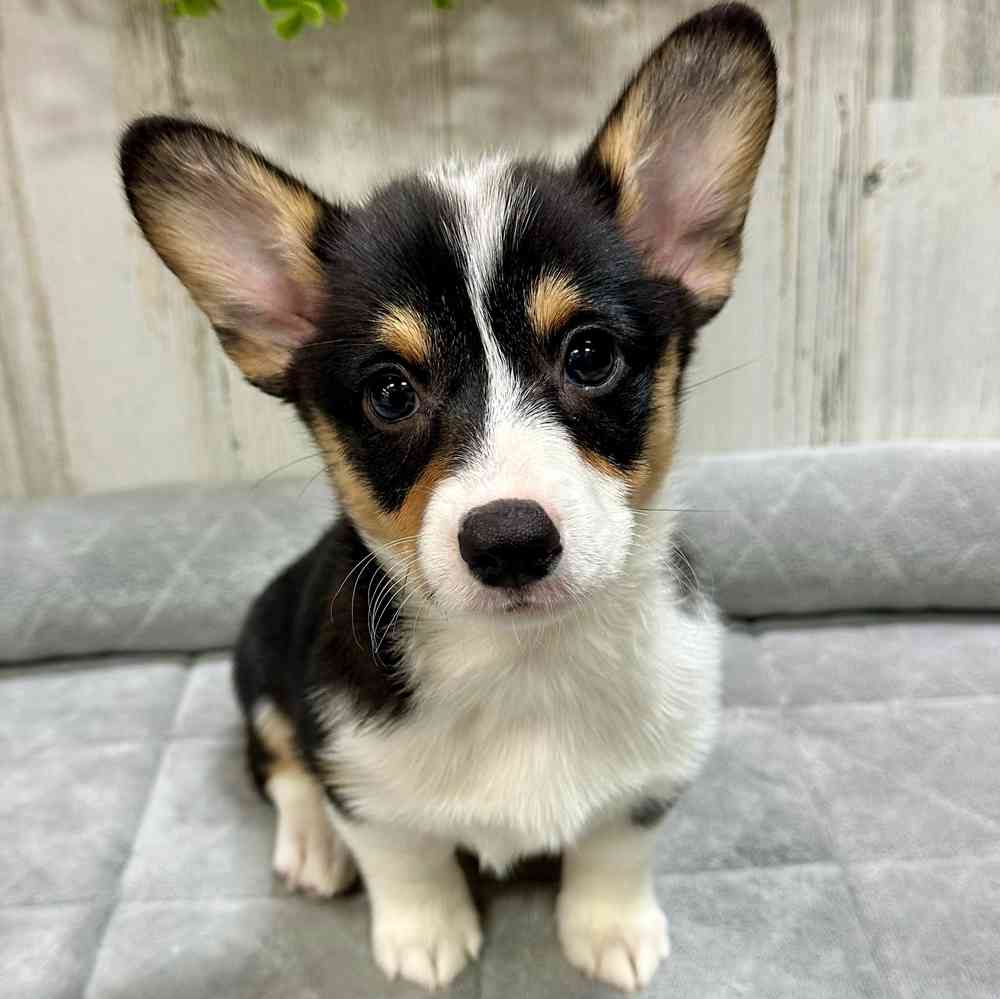 Female Pembroke Welsh Corgi puppy named Ellie for sale at Petland Rogers.