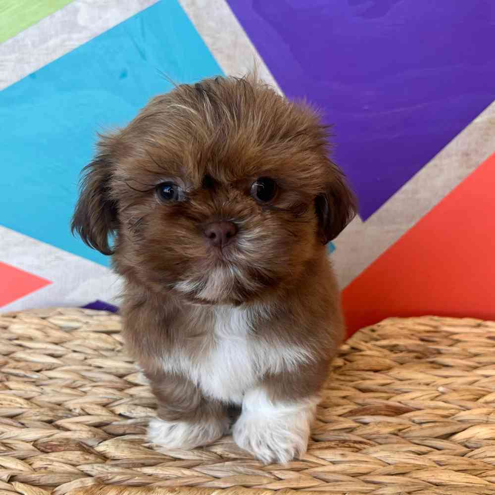 Male Shih Tzu puppy named Zeus for sale at Petland Wichita West.