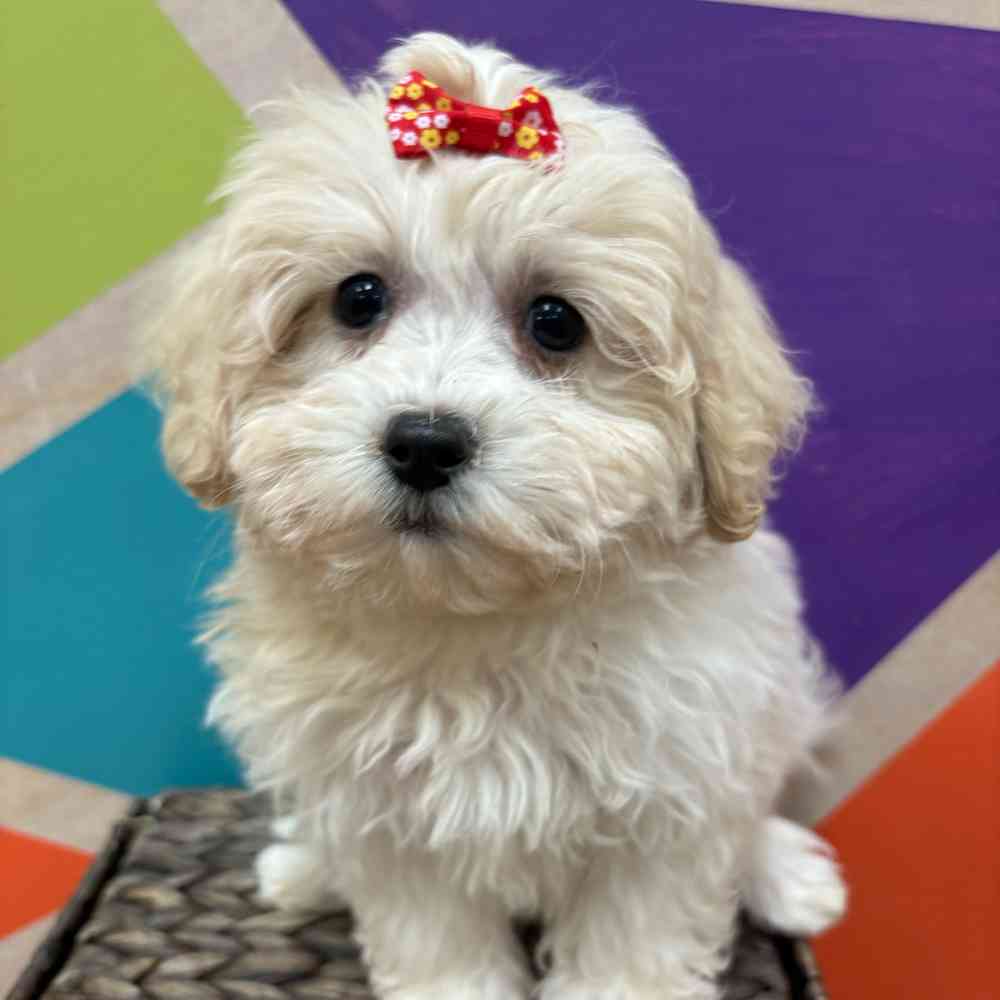 Female Teddy Bear puppy named Juniper for sale at Petland Wichita West.