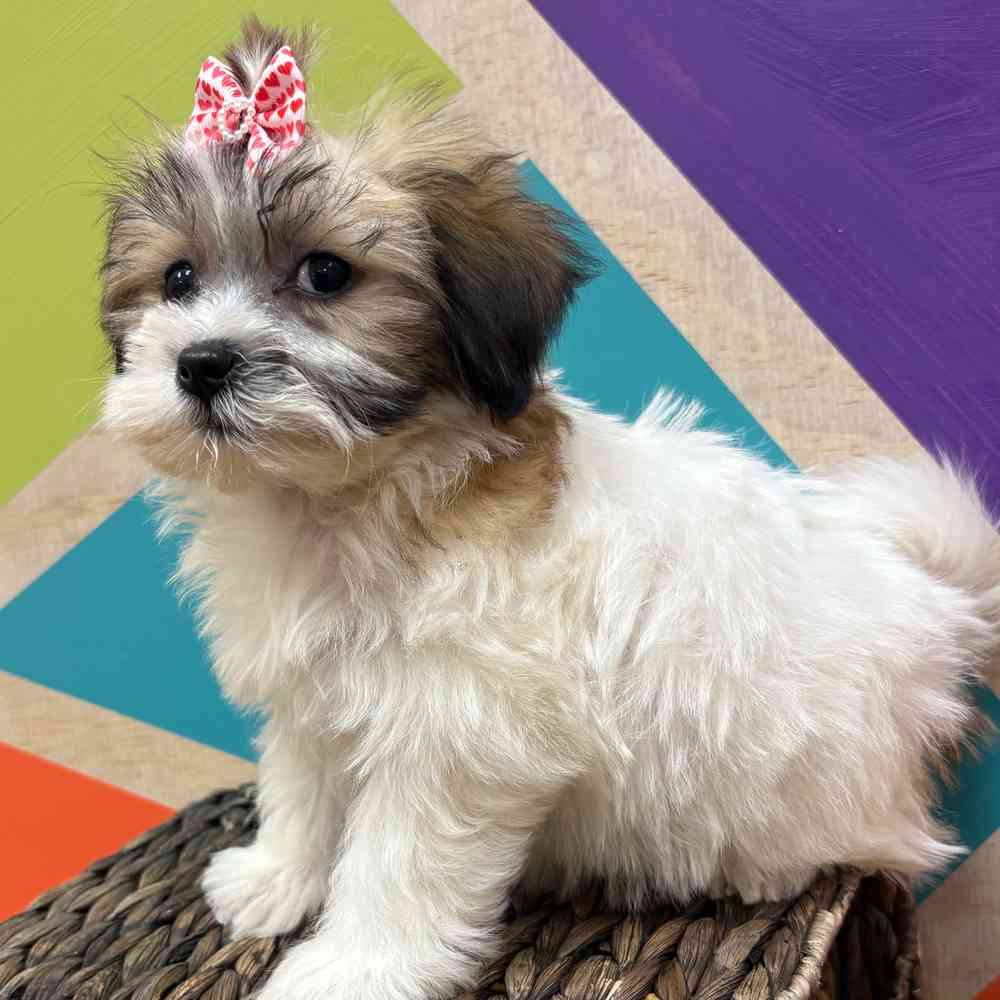 Female Teddy Bear puppy named Monica for sale at Petland Joplin.