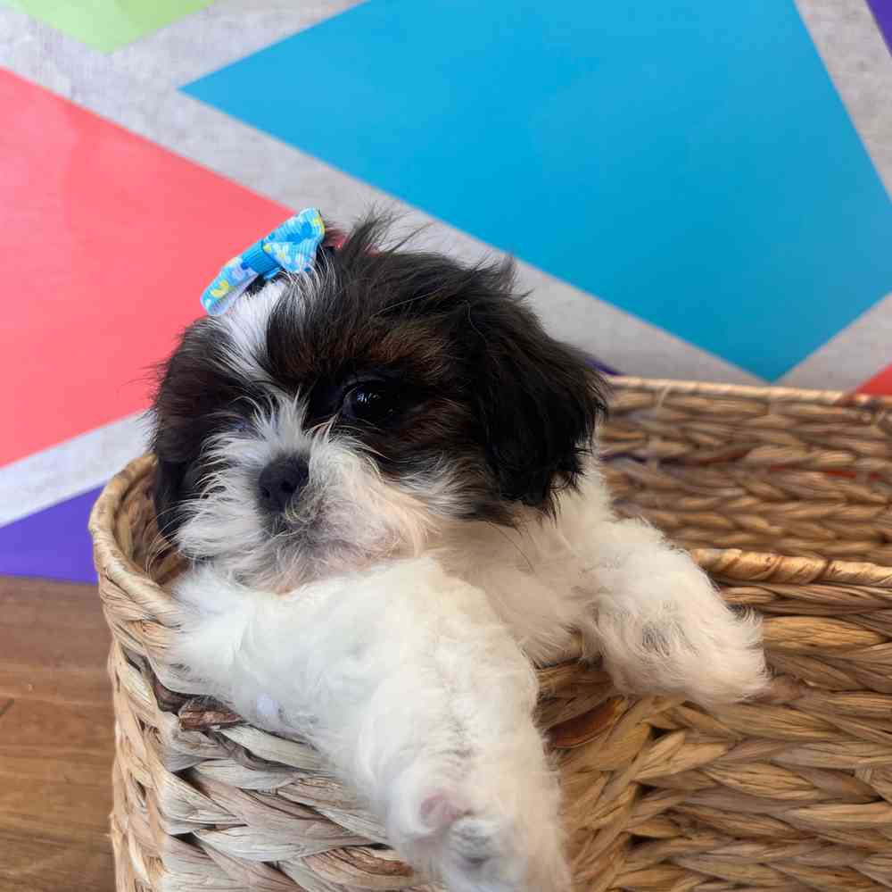 Female Shih Tzu puppy named Daphne for sale at Petland Wichita West.