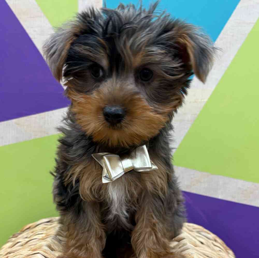 Male Yorkie puppy named Murphy for sale at Petland Wichita West.