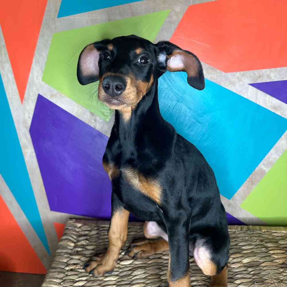 Female Doberman Pinscher puppy named Elsa for sale at Petland Rogers.