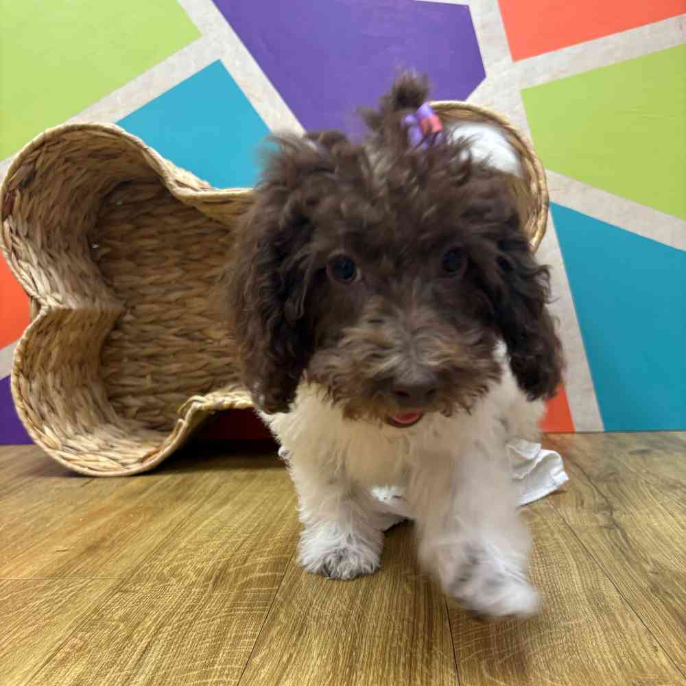 Female Mini Labradoodle puppy named Betty Anne for sale at Petland Wichita West.