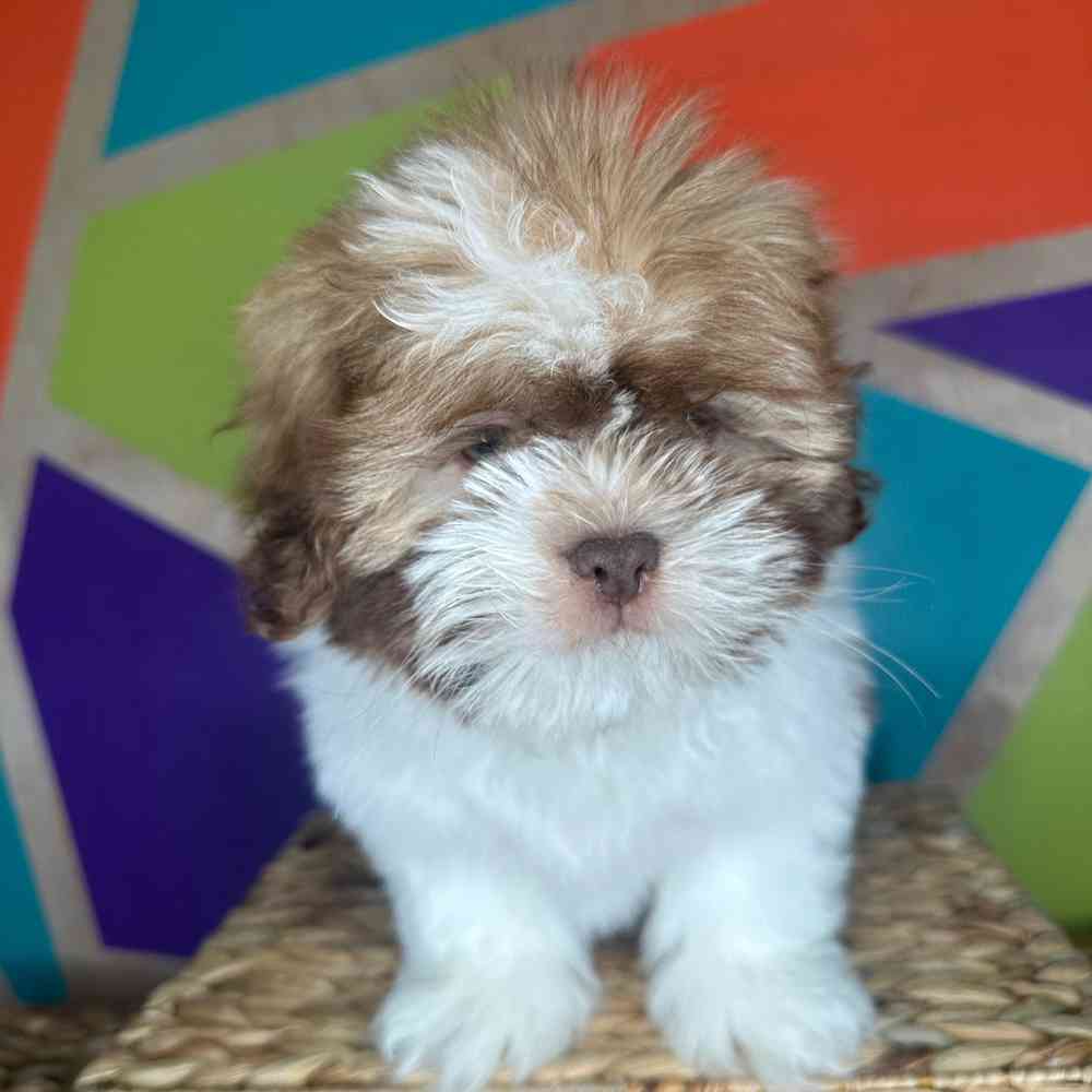 Male Shih Apso puppy named Marbles for sale at Petland Rogers.