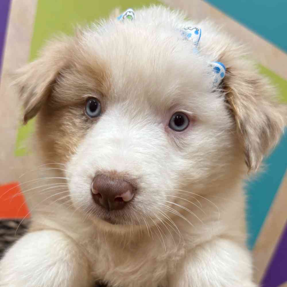 Female Mini Aussie puppy named Shiya for sale at Petland Wichita West.