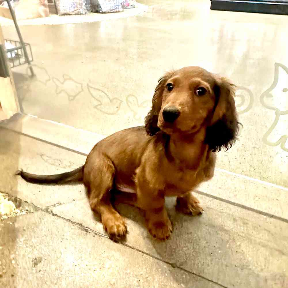 Male Mini Dachshund puppy named Alvin for sale at Petland Rogers.