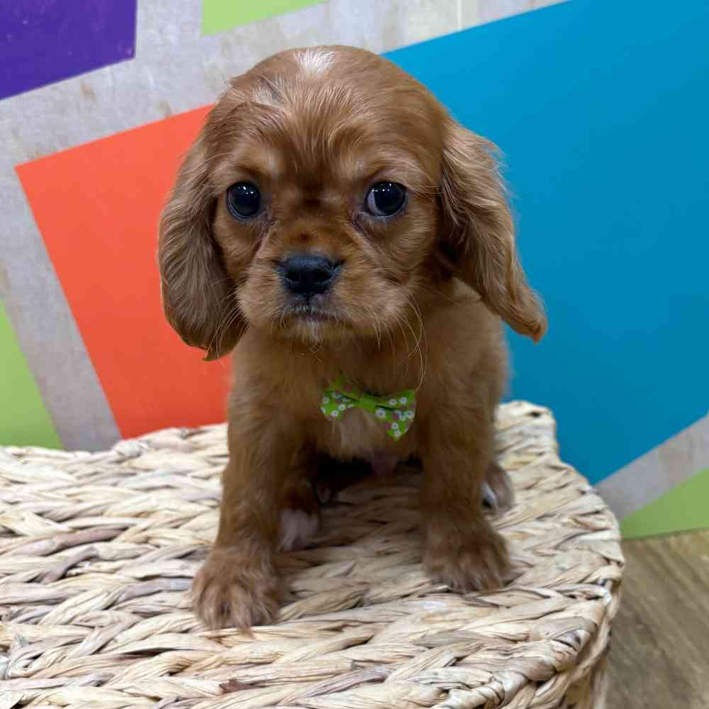 Male Cavalier King Charles Spaniel puppy named Reuben for sale at Petland Wichita West.