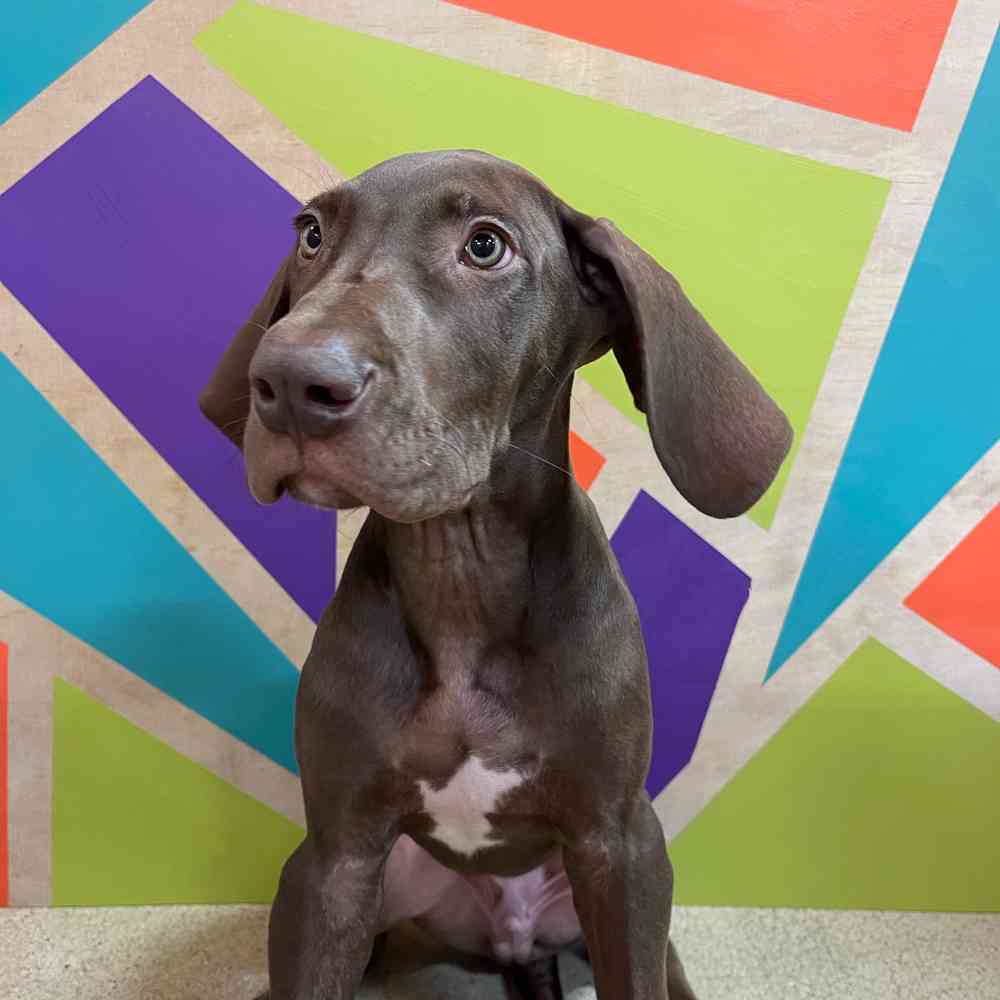 Male Great Dane puppy named Earnie for sale at Petland Joplin.