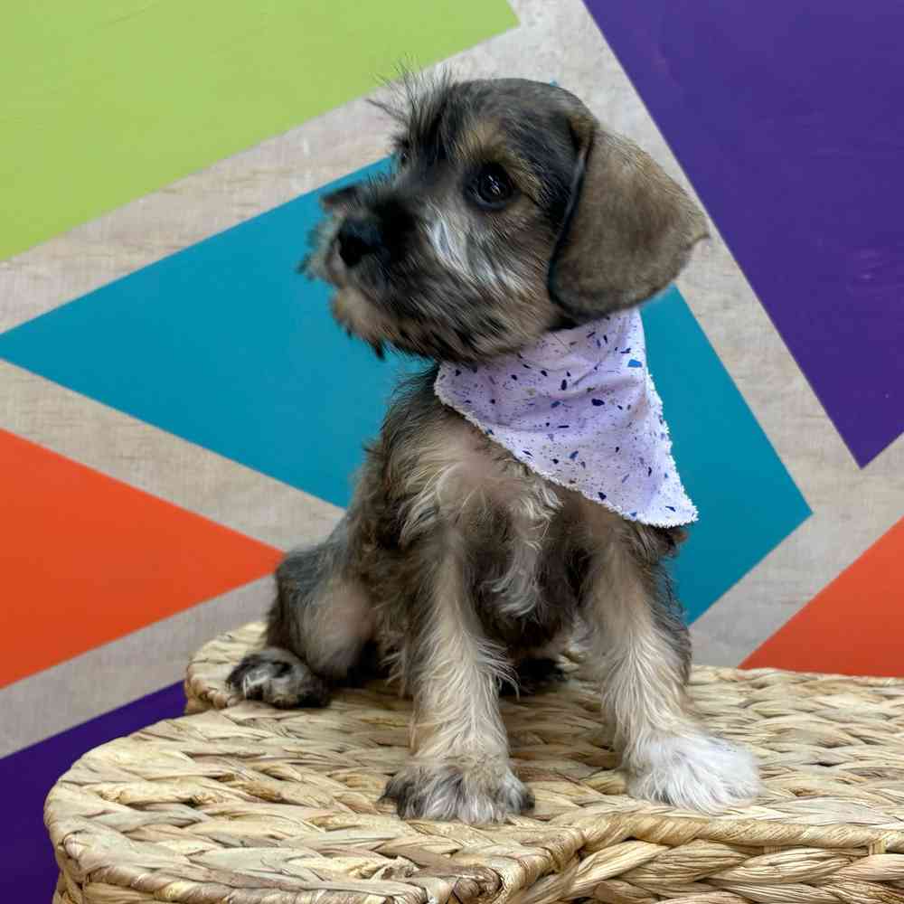 Female Mini Schnauzer puppy named Lucy for sale at Petland Rogers.