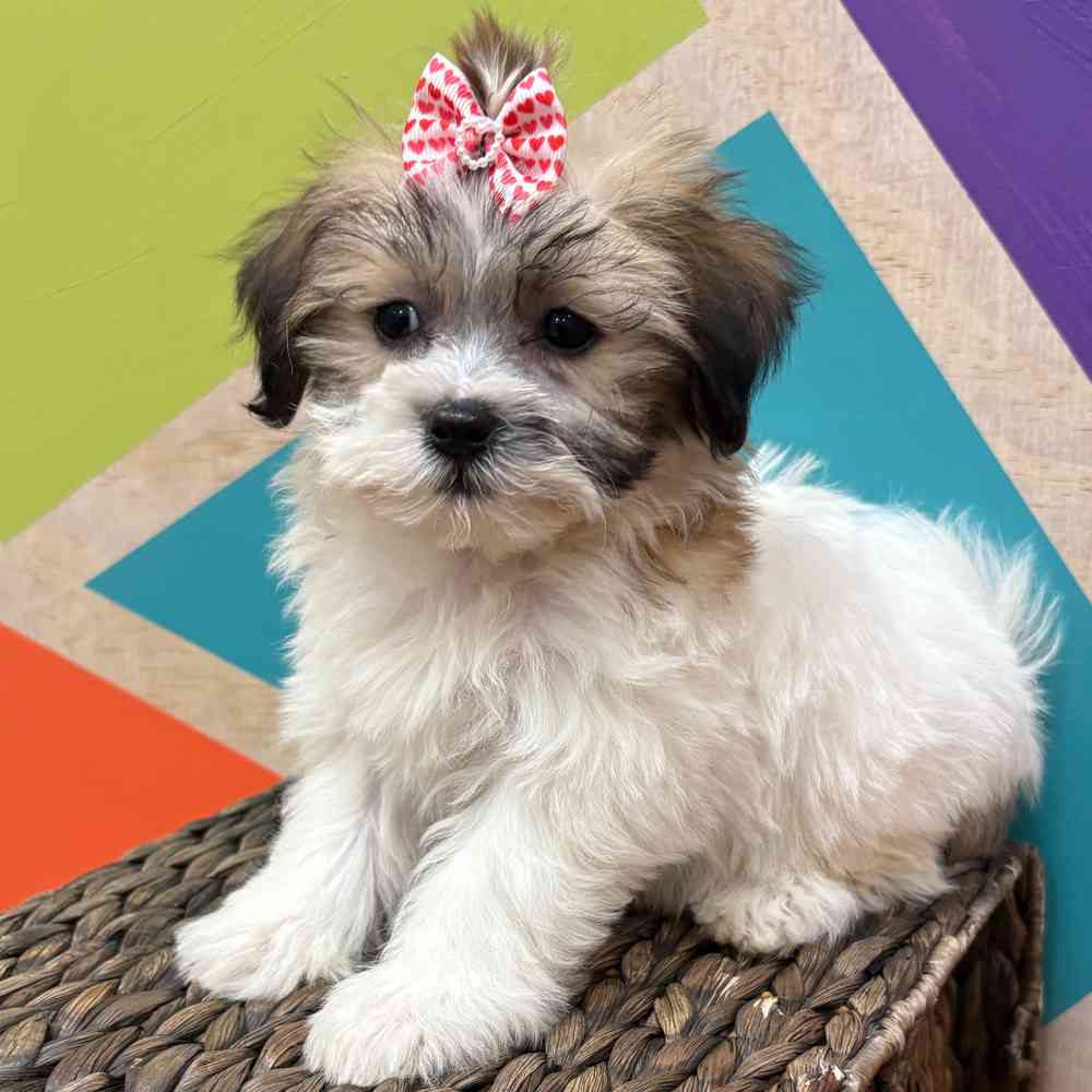 Female Teddy Bear puppy named Monica for sale at Petland Joplin.