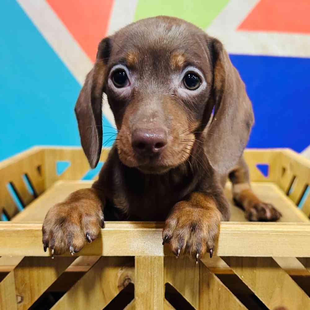 Male Mini Dachshund puppy named Larry for sale at Petland Rogers.