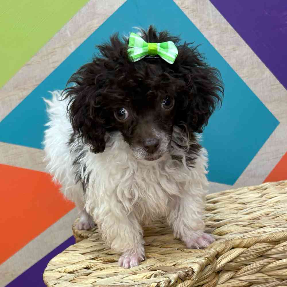 Female Poodle Toy puppy named Beatrice for sale at Petland Joplin.