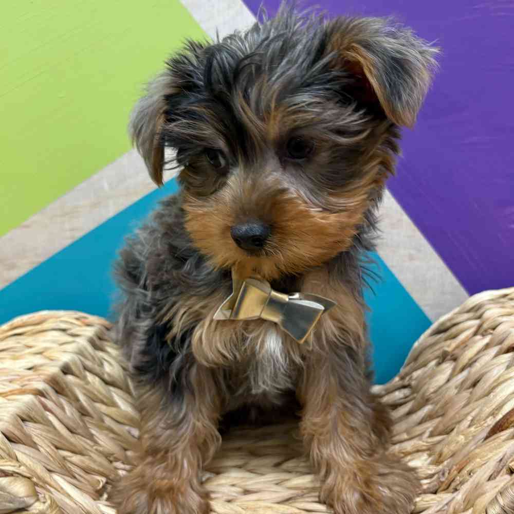 Male Yorkie puppy named Murphy for sale at Petland Wichita West.