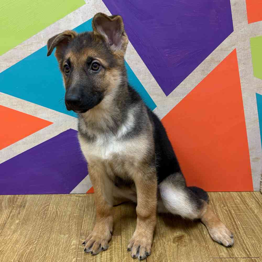 Female German Shepherd puppy named Kayda for sale at Petland Wichita West.